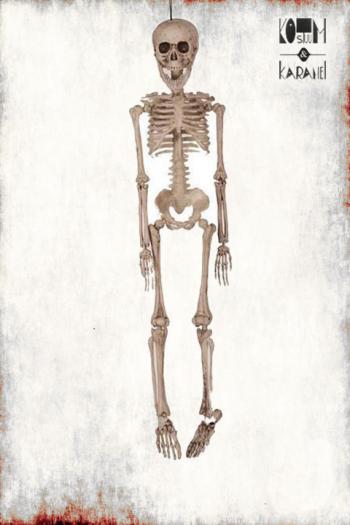 Skelet 50 cm