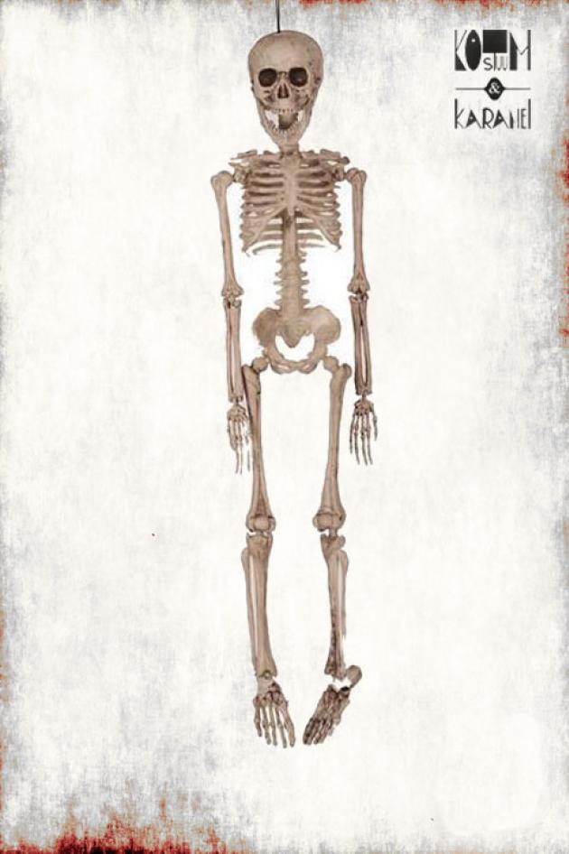 Skelet 50 cm